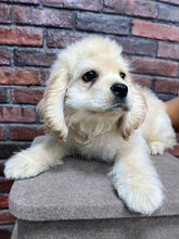 American Cocker Spaniel